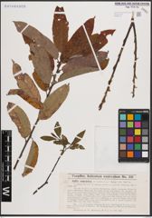 Foto von Salix caucasica Andersson